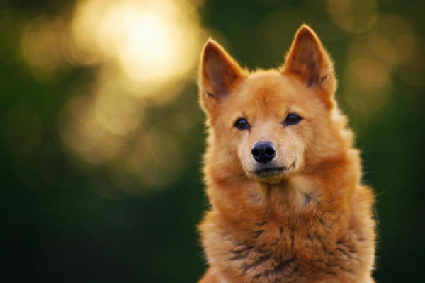 芬兰狐狸犬