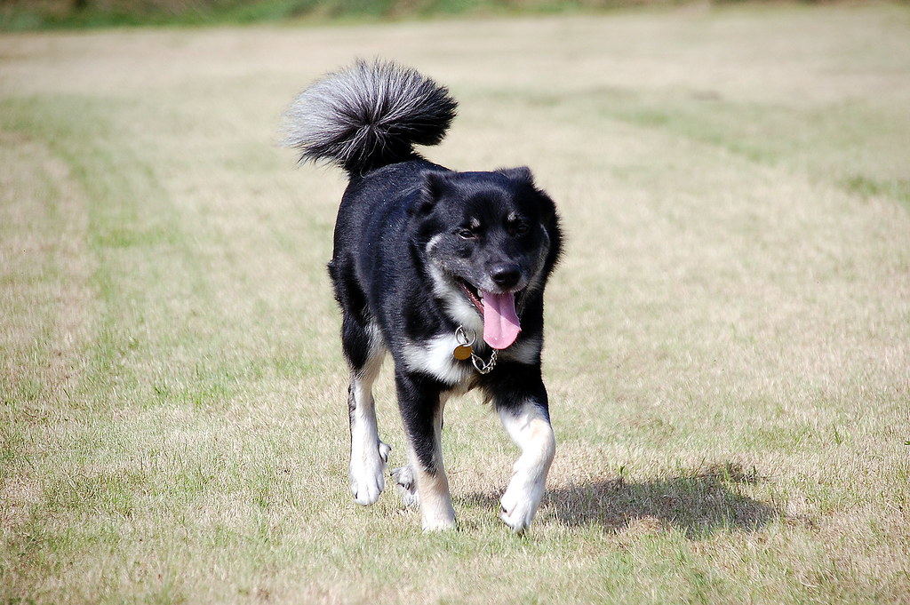 俄罗斯－欧洲莱卡犬