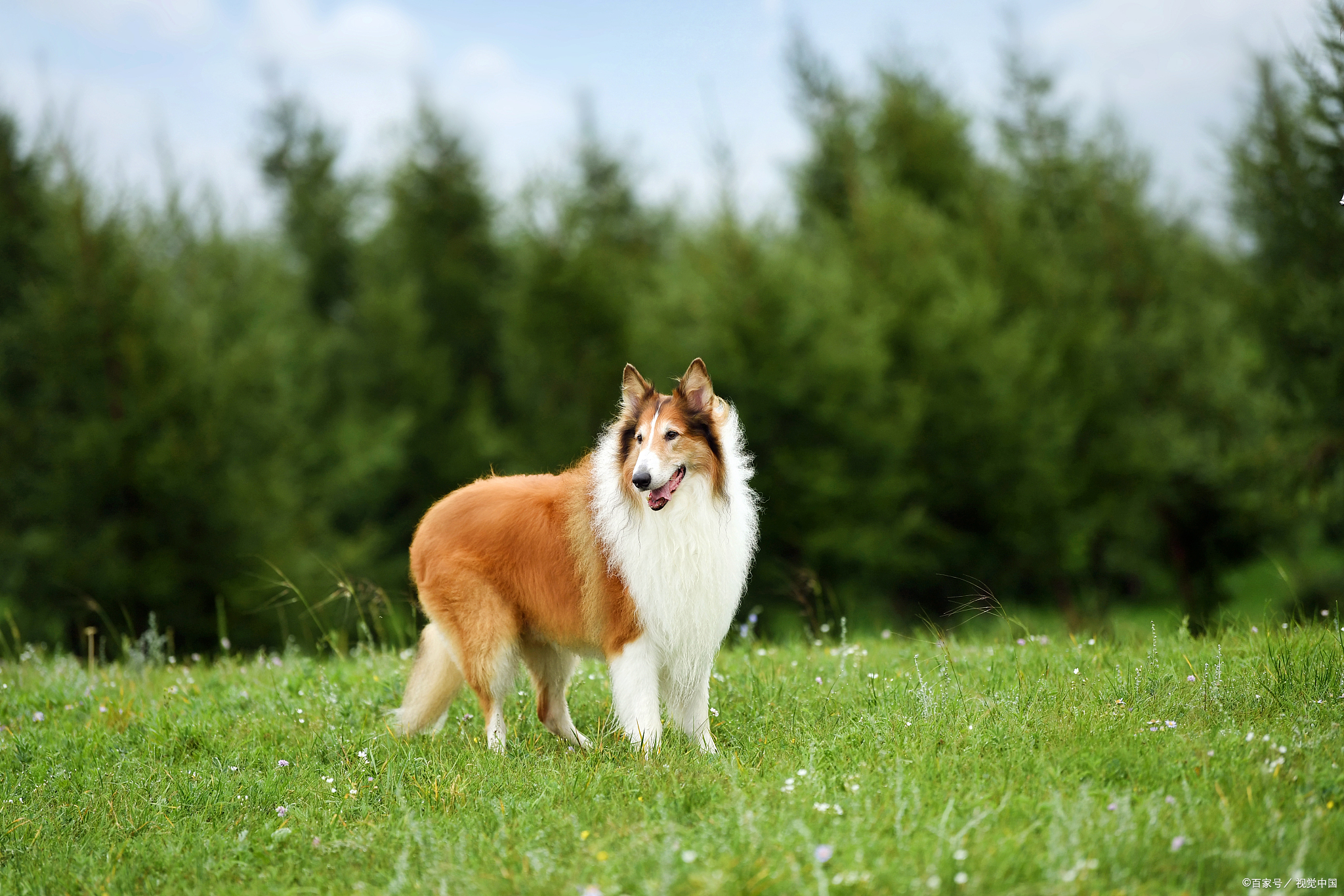 苏牧/苏格兰牧羊犬