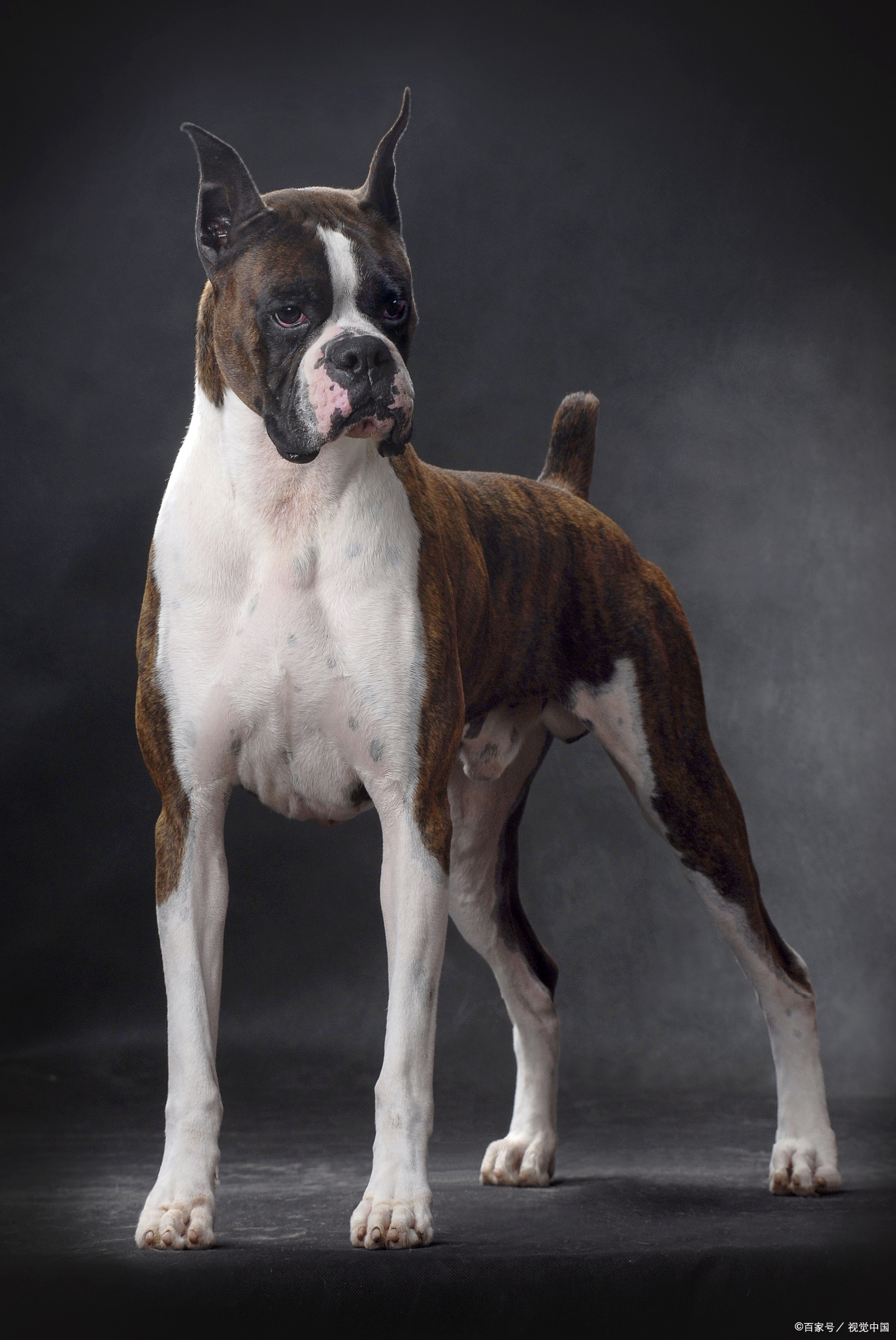 拳师犬