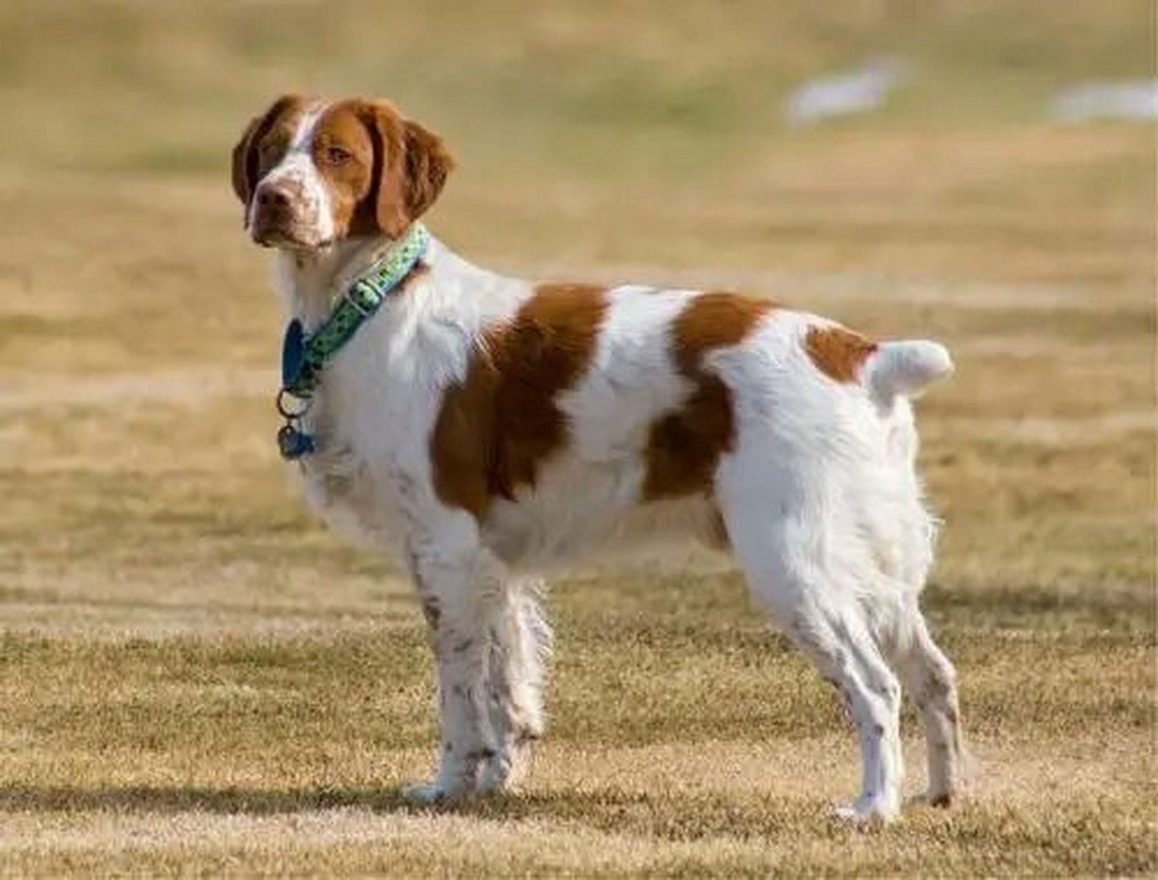 布列塔尼犬