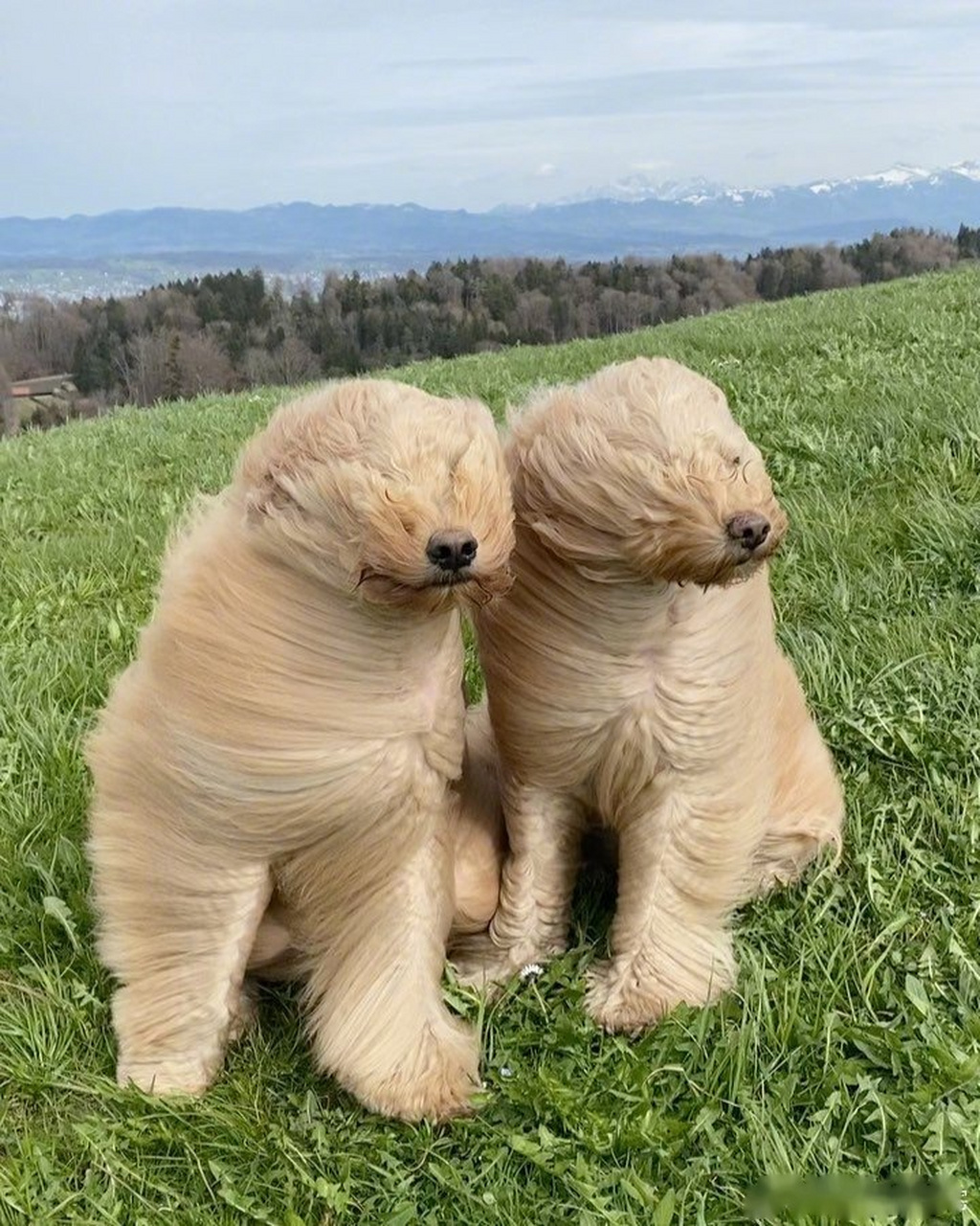 阿富汗猎犬