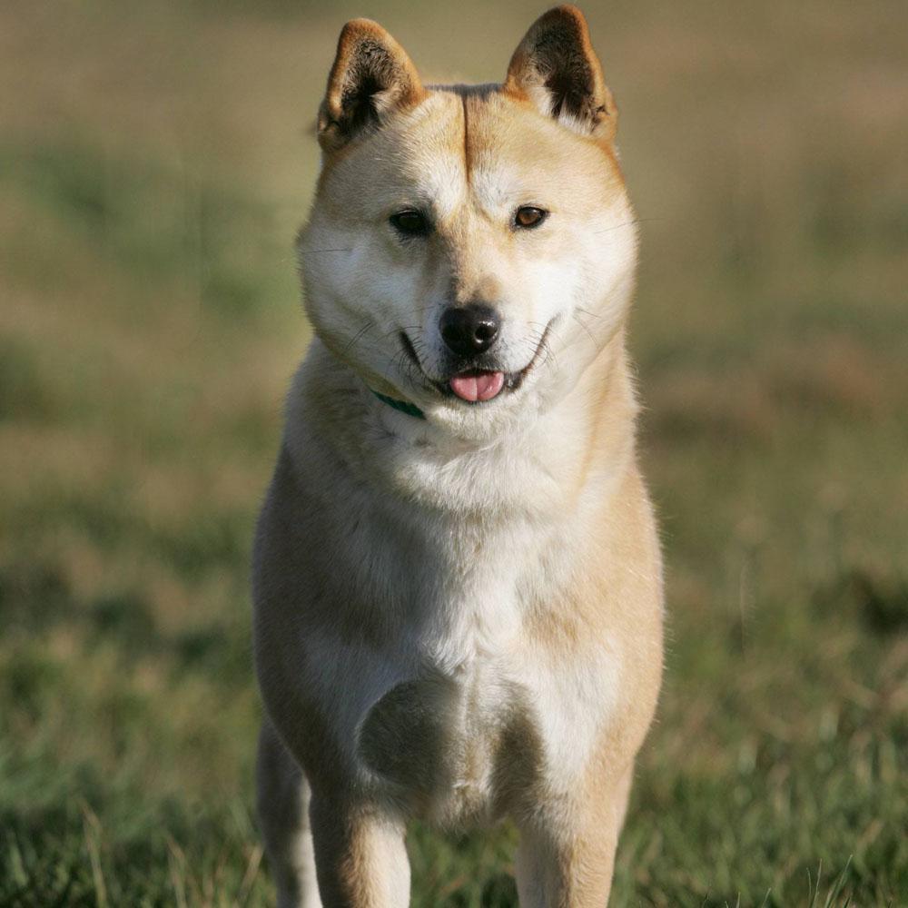 田野猎犬