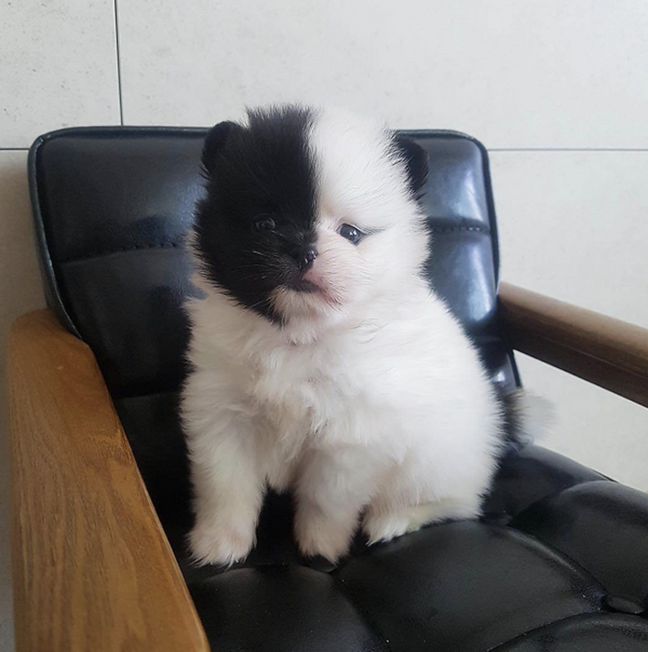 德国狐狸犬